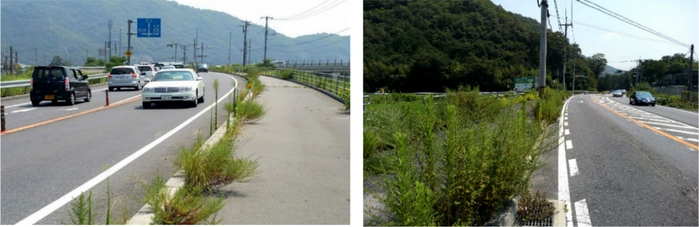 図-15　実際の繁茂状況（日本雑草防止工法研究会 提供） img