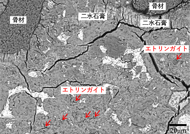 MgSO4溶液に浸せきしたモルタルの組織 img